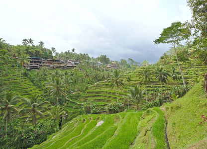 巴厘岛特加拉朗的稻谷，雨云逼近