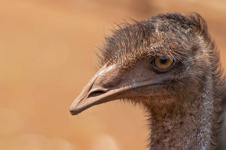 澳大利亚本土鸟鸸鹋脸的特写镜头照片