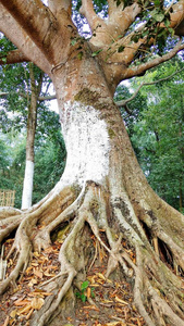 雨林 纹理 植被 植物 榕树 自然 环境 公园 土壤 森林