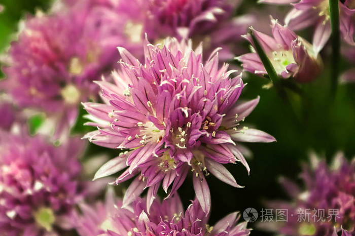 鲜粉色花园韭菜花特写