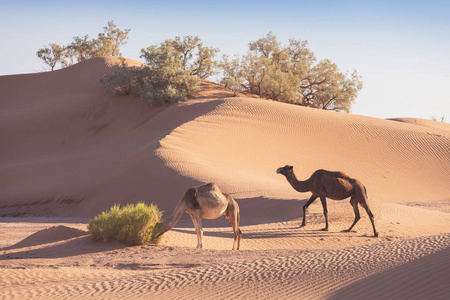 野生动物 热的 假日 旅游业 摩洛哥 荒野 沙漠 自然 驼峰
