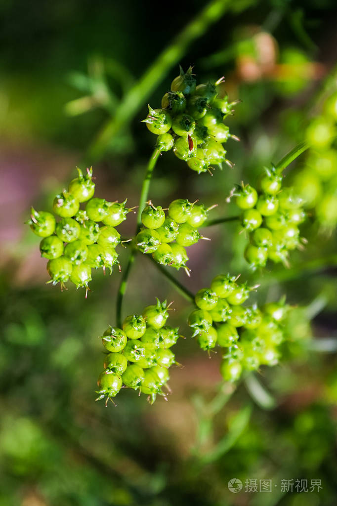 花园里香菜种子荚的垂直照片