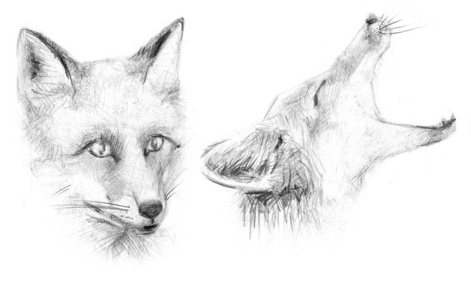 Sly Fox. Portrait of a fox. 