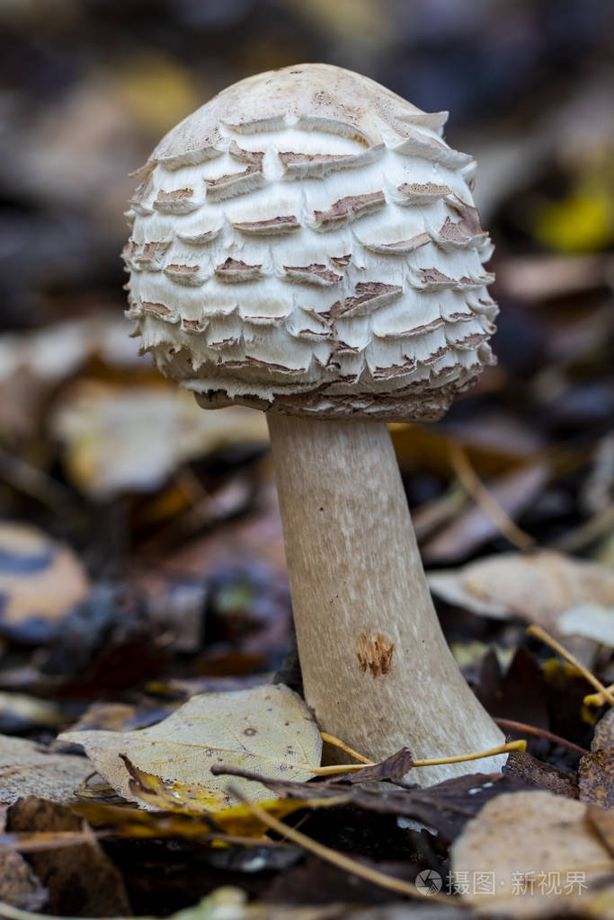 生长在西班牙北部森林中的一种蓬松的伞状蘑菇