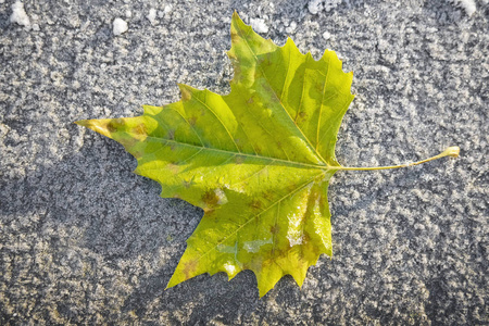 地面 早晨 冻结 天气 纹理 美丽的 树叶 寒冷的 季节