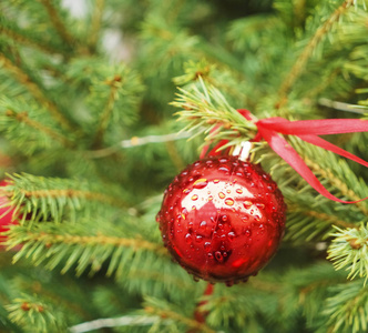 圆锥体 圣诞节 松木 装饰品 卡片 新的 细枝 传统 分支