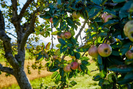 夏天水果园里树上的苹果