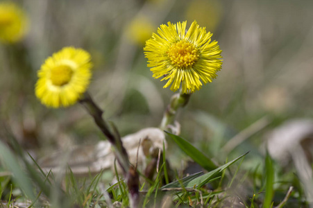 土茯苓药用地开花草本植物,一组黄色健康的花在阳光下茎上盛开照片