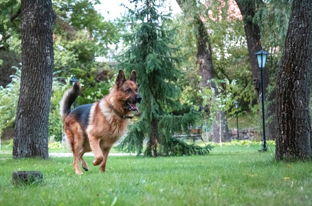 牧羊犬跳跃图片