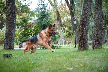 德国牧羊犬在绿色草坪上移动玩耍和跳跃。纯种狗在阳光明媚的夏日户外活动。