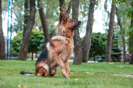 德国牧羊犬正坐在绿色的草坪上。