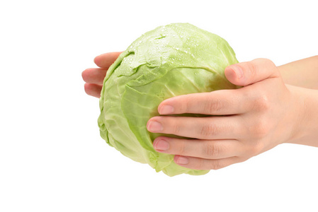 Cabbage in woman hand isolated on white background.  