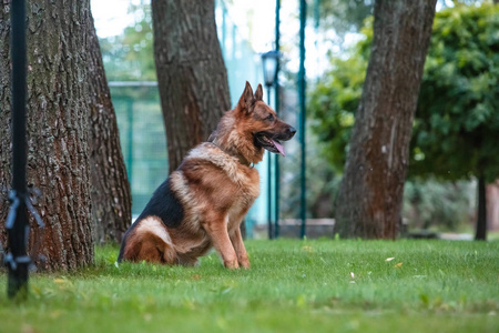 德国牧羊犬正坐在绿色的草坪上。