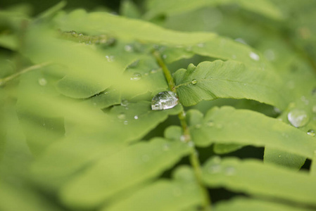 雨露滴绿叶自然图片