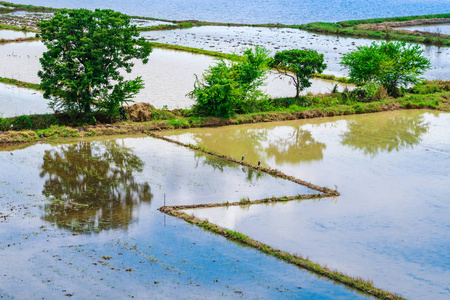 水淹稻田的景色。泰国用水种水稻的农艺方法。