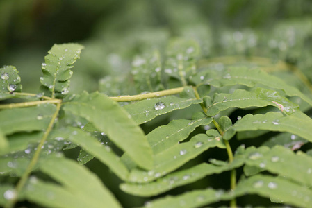 雨露滴绿叶自然图片