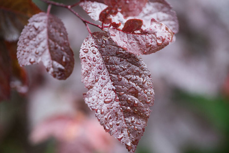 雨露滴绿叶自然图片