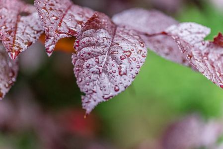 雨露滴绿叶自然图片