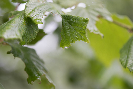 雨露滴绿叶自然图片