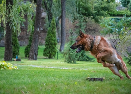 牧羊犬跳跃图片