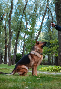 德国牧羊犬坐在绿色草坪上的冷杉附近。