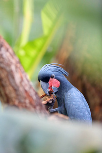 可爱的 动物 美丽的 鸟类 澳大利亚 棕榈 自然 动物园