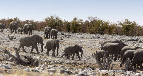 大象群的景色