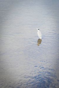 日本京都，荒山河里的大蓝鹭。