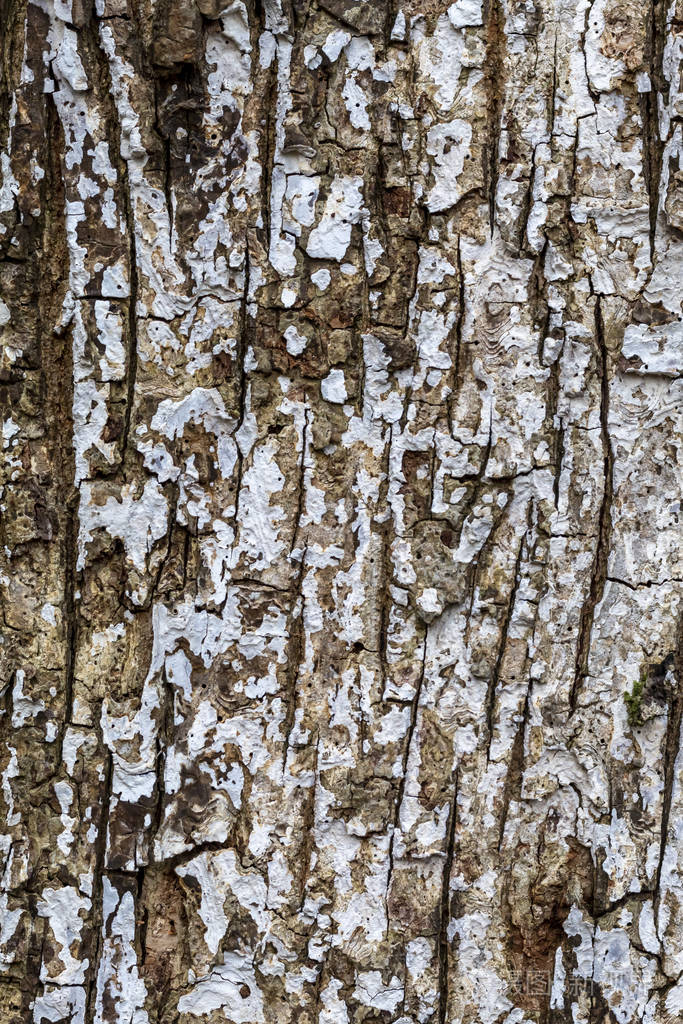自然 橡树 纹理 植物 皮肤 树干 木材 森林 古老的 特写镜头