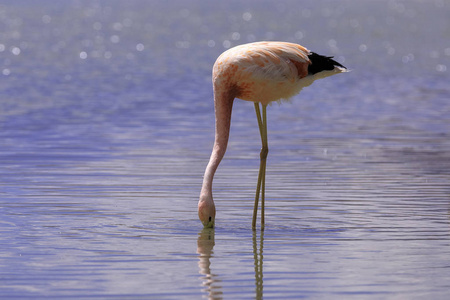 荒野 动物群 鸟类学 动物 观鸟 脖子 高原 玻利维亚 粉红色