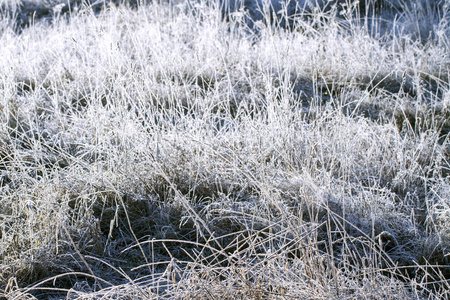 美女 冷冰冰的 早晨 阳光 森林 草地 天气 明信片 植物