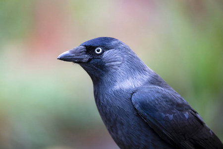 乌鸦 自然 眼睛 美丽的 分支 鸟类学 鸟类 特写镜头 动物