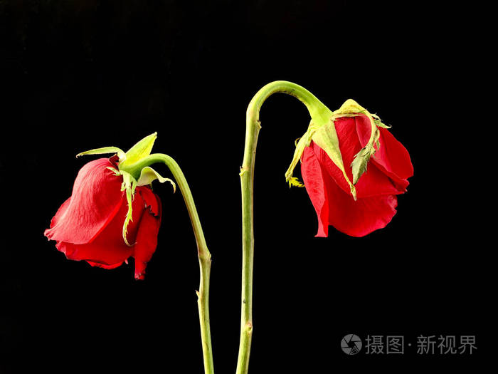 黑色背景上的一对枯萎的红玫瑰两朵花蕾凋谢的玫瑰理念爱情褪色分离