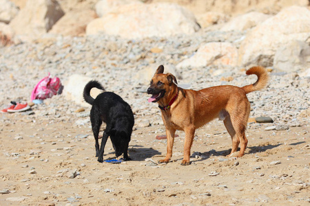 couple of two dogs on the beach 