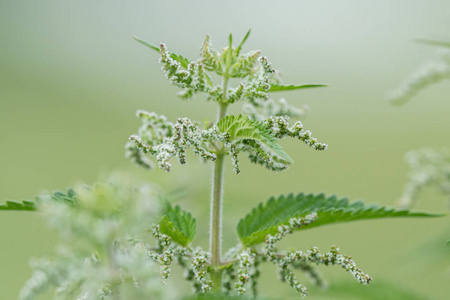 夏季多云天气常见荨麻特写图片