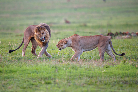 哺乳动物 母狮 食肉动物 国家的 储备 夫妇 荒野 野生动物