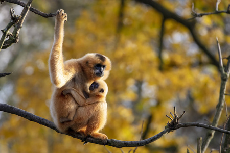 野生动物 生活 头发 长臂猿 动物园 肖像 猴子 母亲 灵长类动物