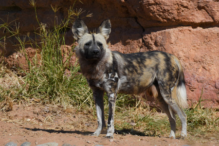 一种非洲野狗(lycaon pictus),一种原产于撒哈拉以南非洲的犬科动物