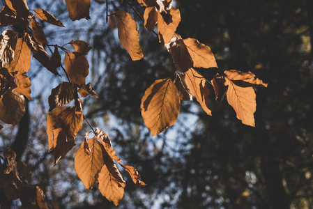 树叶 美丽的 森林 公园 秋天 自然 植物 颜色 环境 季节