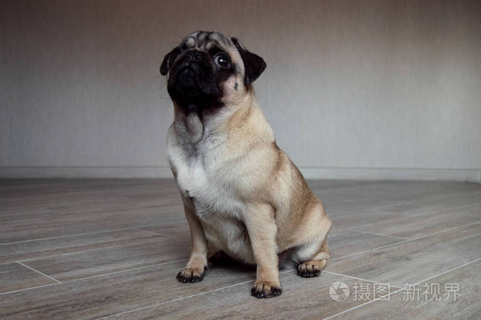 一只哈巴狗趴在木地板上表情丰富地看着镜头