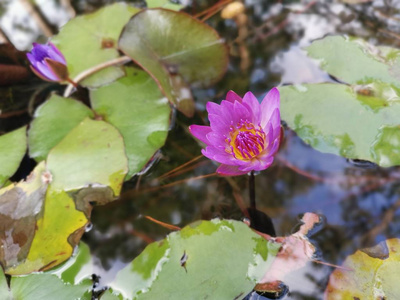 植物区系 花的 特写镜头 百合花 花瓣 紫色 浪漫的 池塘