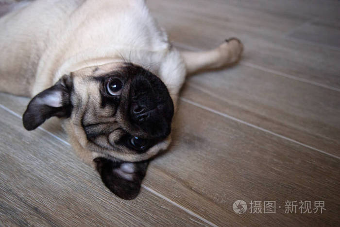 可爱的小狗哈巴狗趴在地上乞求和它玩