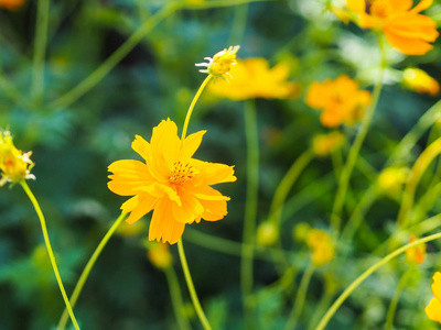 宇宙 植物区系 夏天 花园 花瓣 紫色 美丽的 插图 花的