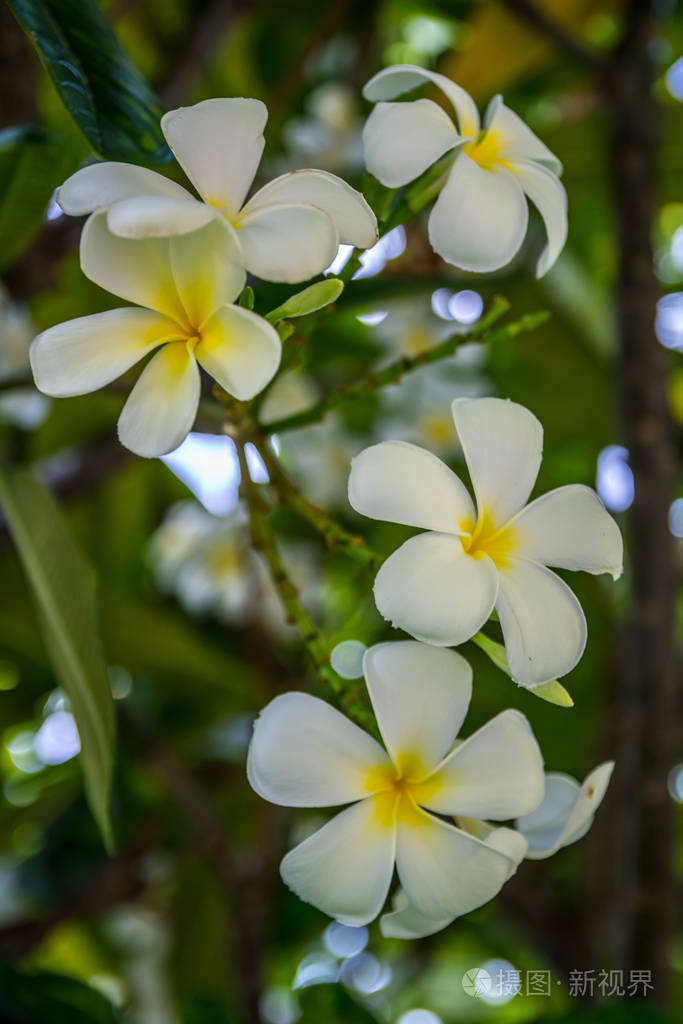 夏威夷毛伊岛的一种白色的鸡蛋花