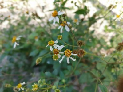 植物区系 西班牙语 生长 杰克 花束 颜色 草地 自然 植物学