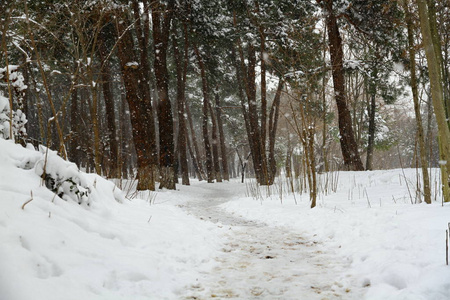 寒冷的 气候 风景 一月 公园 假日 森林 降雪 新的 圣诞节