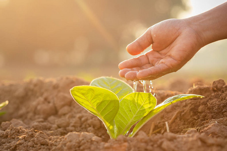 Hand giving water to young tobacco tree at the field in sunrise 