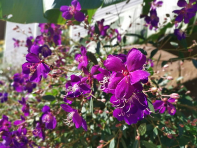 森林 美女 灌木 花园 紫罗兰 植物学 美丽的 木兰属 盛开