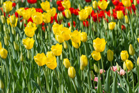 Yellow tulips bloomed 