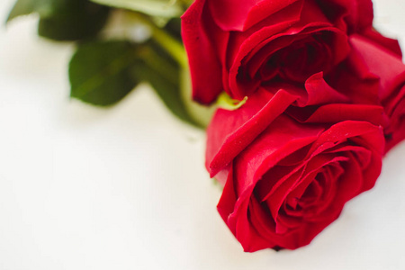 在白色的背景上，花瓣上有露珠的红玫瑰。情人节背景，生日，婚礼。假日和礼物概念。复制空间